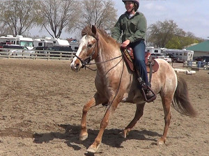 2016 MN Horse Expo featuring the Spanish Mustang
